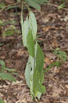 Southern spicebush <BR>Pondberry